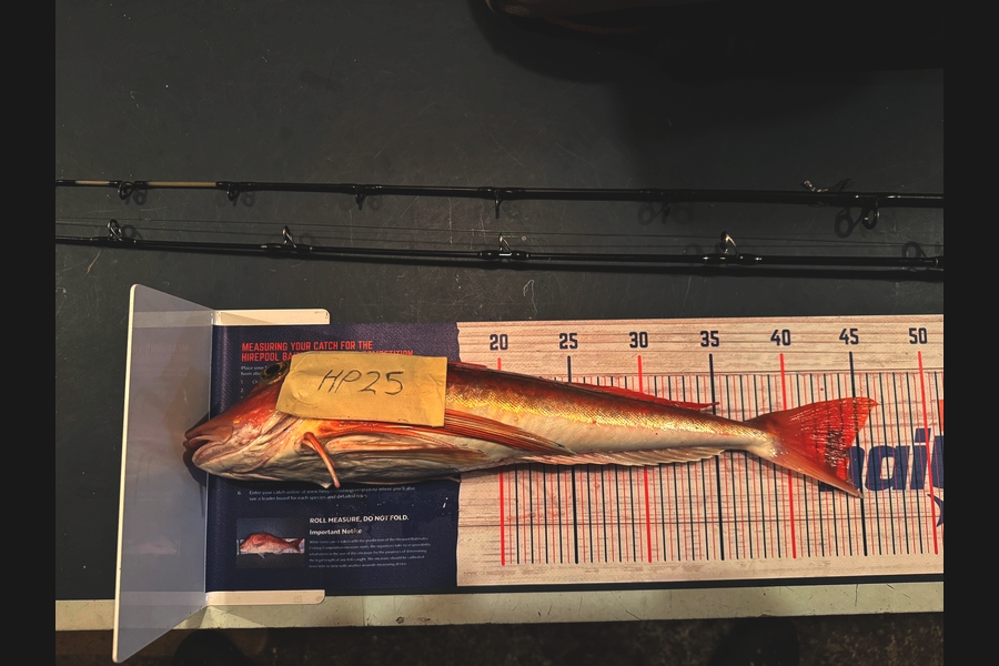 Bayley Betts caught this 44.0cm Gurnard at Taranaki during The Hirepool Baitmates Fishing Comp