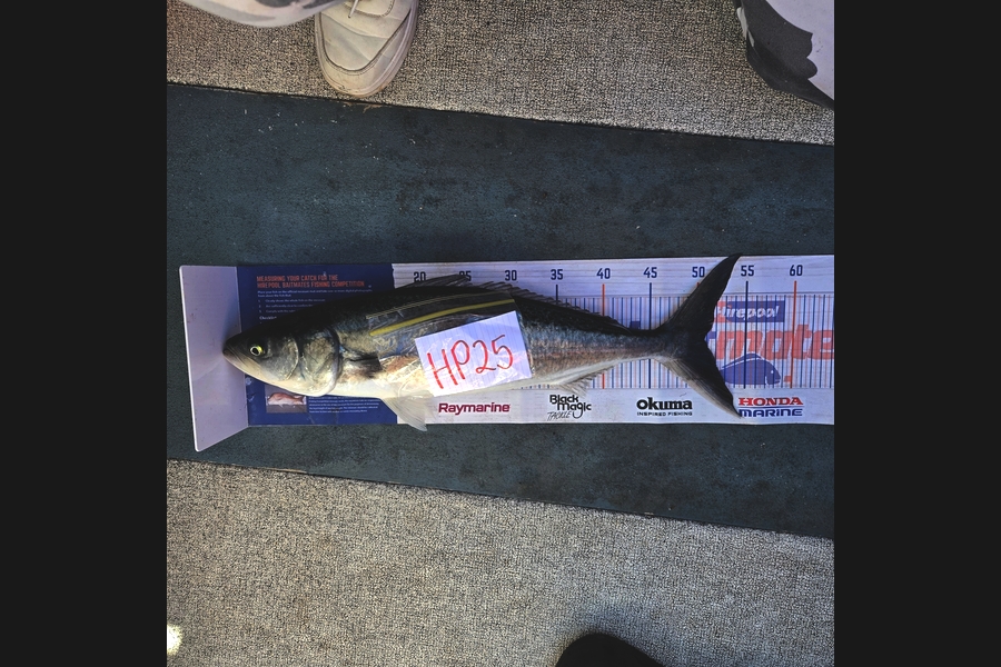 Tracey Beer caught this 50.5cm Kahawai at Bay of Plenty during The Hirepool Baitmates Fishing Comp