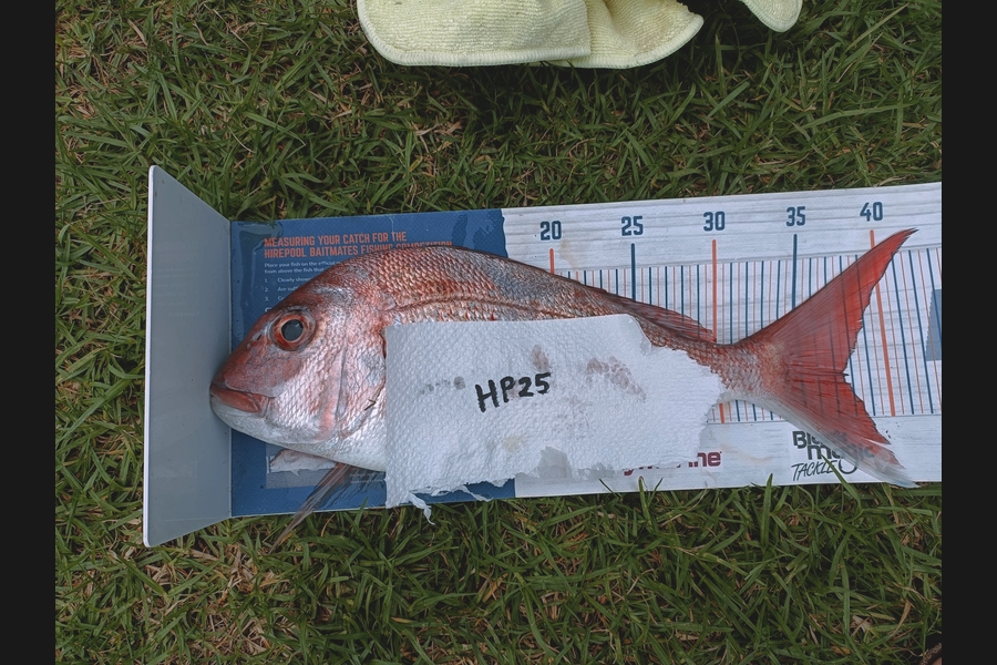Douglas Hendry caught this 37.5cm Snapper at Coromandel during The Hirepool Baitmates Fishing Comp