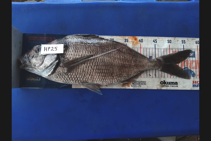 Clinton Emtage caught this 50.5cm Tarakihi at Northland during The Hirepool Baitmates Fishing Comp