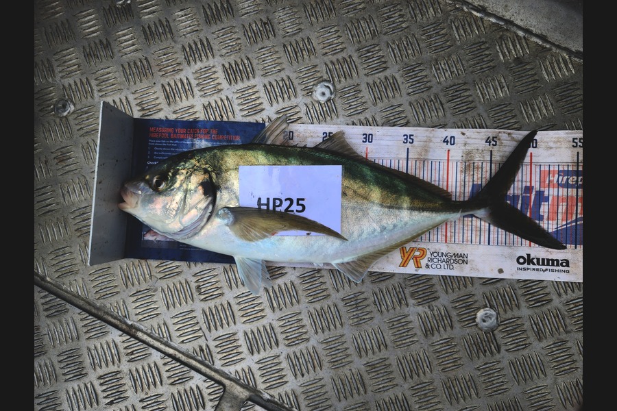 Tia Rawlinson caught this 46.5cm Trevally at Wellington during The Hirepool Baitmates Fishing Comp