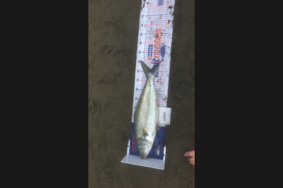 Ryder Stewart caught this 45.5cm Kahawai at Canterbury during The Hirepool Baitmates Fishing Comp