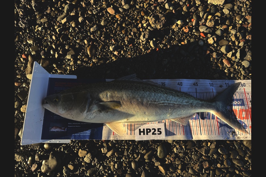 Beau Danks caught this 54.0cm Kahawai at Hawkes Bay during The Hirepool Baitmates Fishing Comp