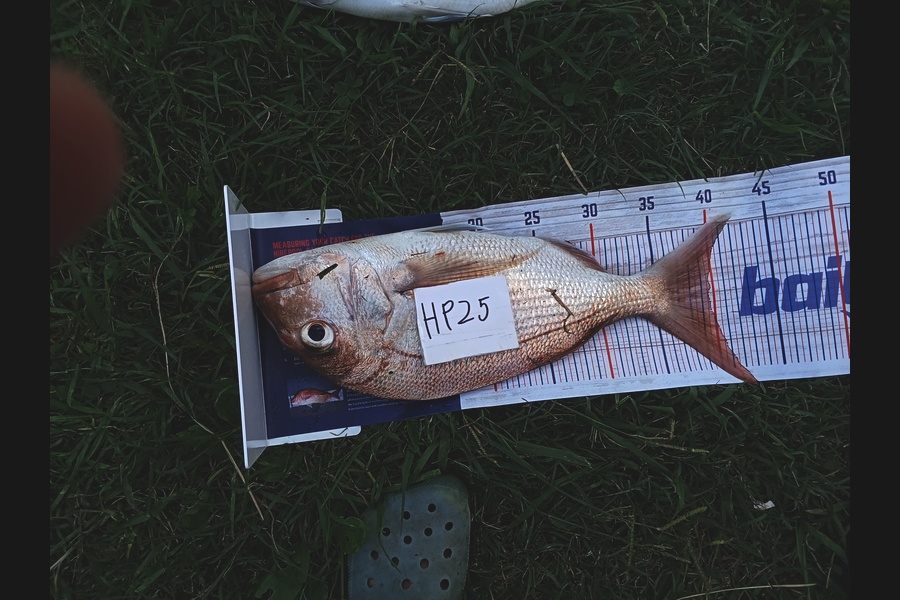 Bodhi Bishop Saunders caught this 39.5cm Snapper at Coromandel during The Hirepool Baitmates Fishing Comp