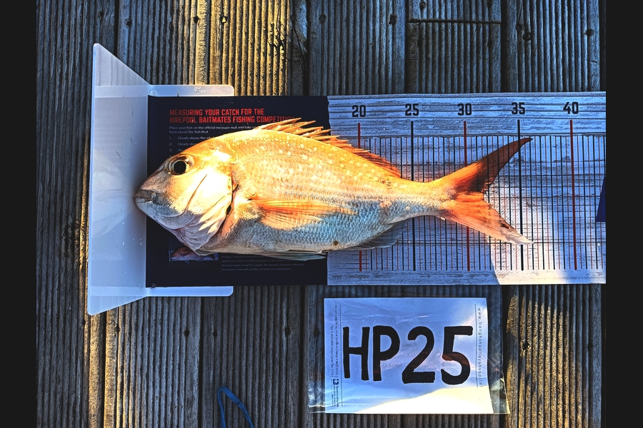 Carter Cross caught this 31.5cm Snapper at Coromandel during The Hirepool Baitmates Fishing Comp