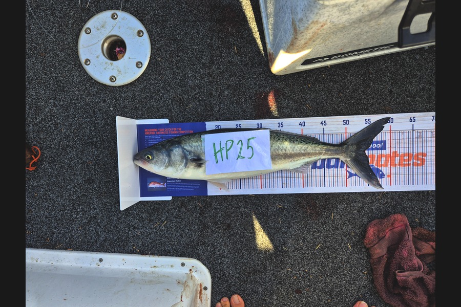 Liam Sowman caught this 54cm Kahawai at Nelson/Marlborough during The Hirepool Baitmates Fishing Comp