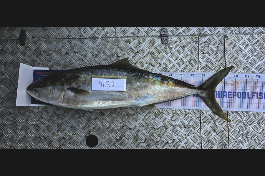 Oliver Gough caught this 91.0cm Kingfish at East Cape during The Hirepool Baitmates Fishing Comp