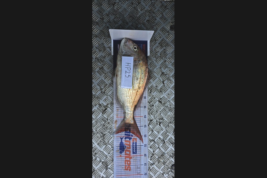 Oliver Gough caught this 47.0cm Snapper at East Cape during The Hirepool Baitmates Fishing Comp