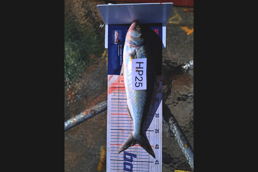 Ethan Madsen caught this 39.5cm Kahawai at Bay of Plenty during The Hirepool Baitmates Fishing Comp