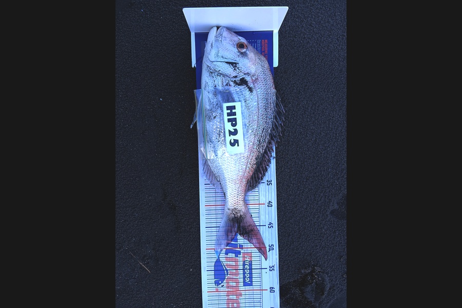 Temanea Reweti caught this 46.5cm Snapper at Taranaki during The Hirepool Baitmates Fishing Comp