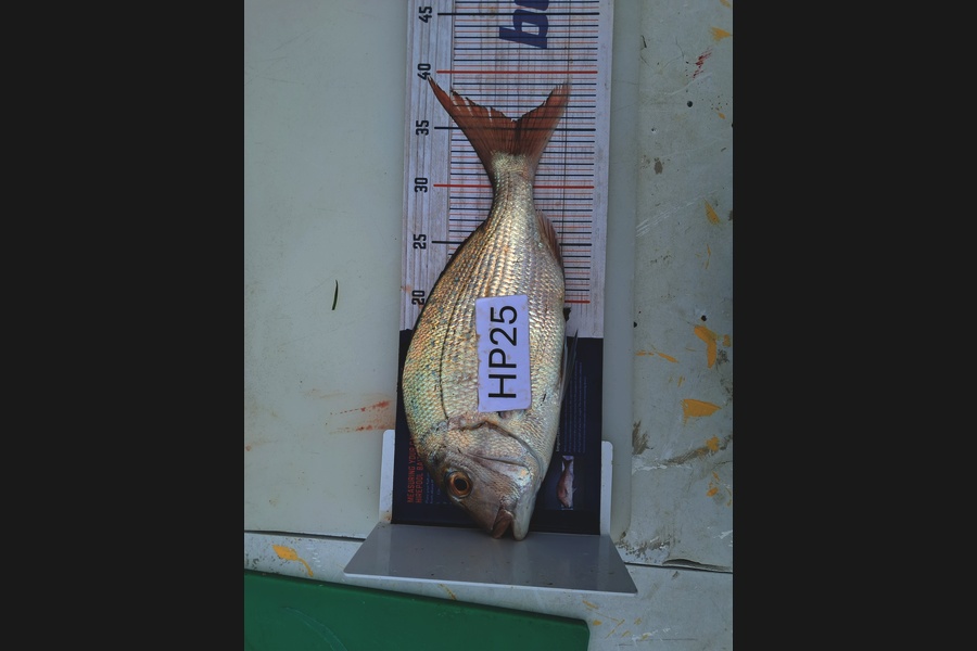 Ethan Madsen caught this 35.5cm Snapper at Bay of Plenty during The Hirepool Baitmates Fishing Comp