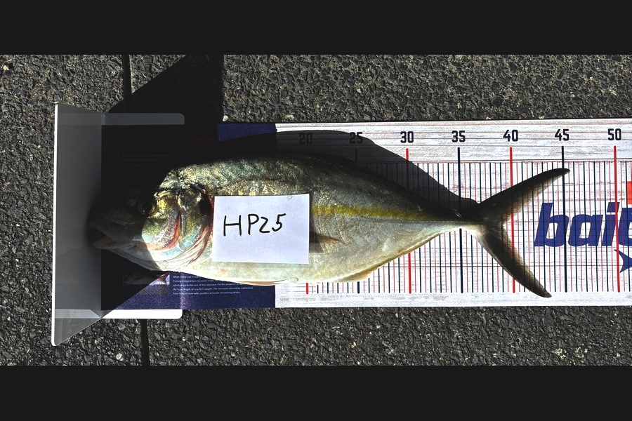 Evan Du Plessis caught this 38.0cm Trevally at Auckland during The Hirepool Baitmates Fishing Comp