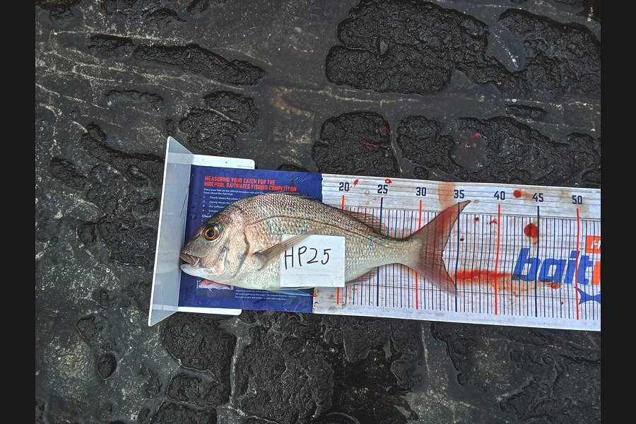 Bodhi Bishop Saunders caught this 33.0cm Snapper at Coromandel during The Hirepool Baitmates Fishing Comp