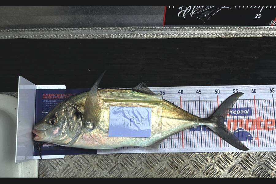 Ryan Rasmussen caught this 51.0cm Trevally at Waikato during The Hirepool Baitmates Fishing Comp
