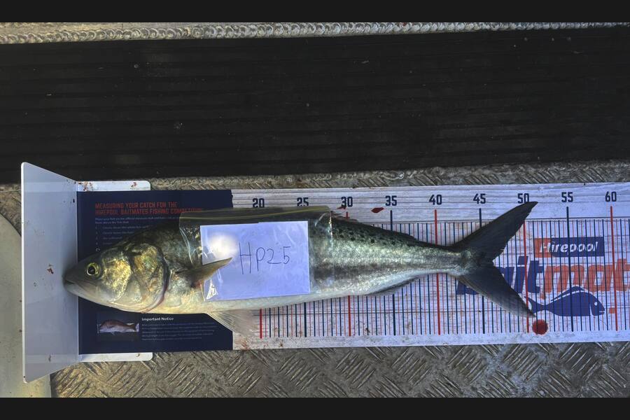 Ryan Rasmussen caught this 46.0cm Kahawai at Waikato during The Hirepool Baitmates Fishing Comp