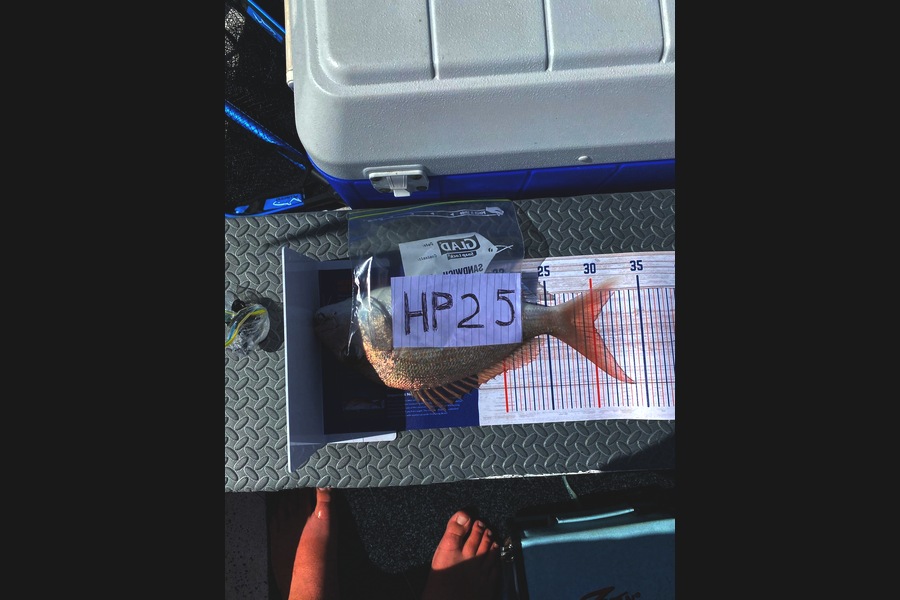 Fynn Ford caught this 30.0cm Snapper at Auckland during The Hirepool Baitmates Fishing Comp