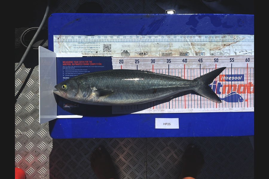 Kayla Packer caught this 47.5cm Kahawai at Northland during The Hirepool Baitmates Fishing Comp