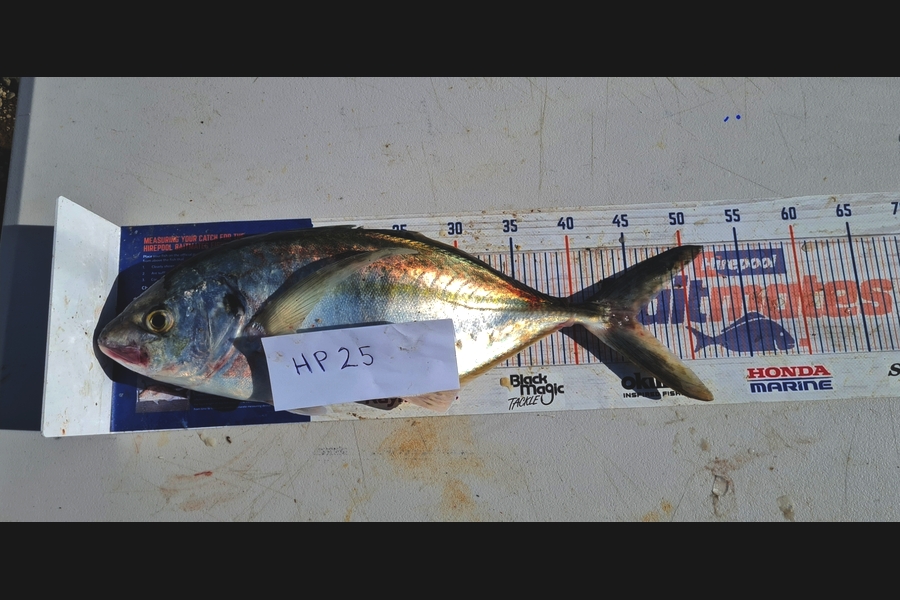 Zachary McCallum caught this 45.5cm Trevally at Manawatu during The Hirepool Baitmates Fishing Comp