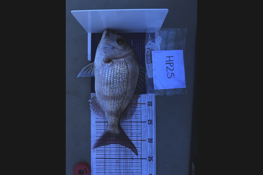 Asher Russell caught this 31.0cm Snapper at Northland during The Hirepool Baitmates Fishing Comp
