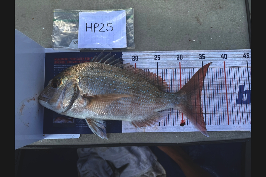 Hunter Russell caught this 34.0cm Snapper at Northland during The Hirepool Baitmates Fishing Comp