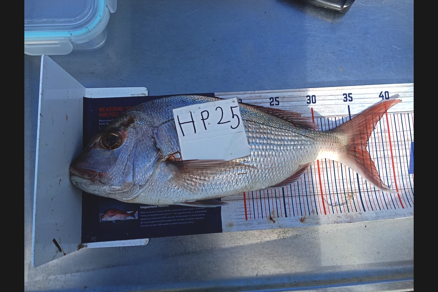 Bodhi Bishop Saunders caught this 36.5cm Snapper at Coromandel during The Hirepool Baitmates Fishing Comp