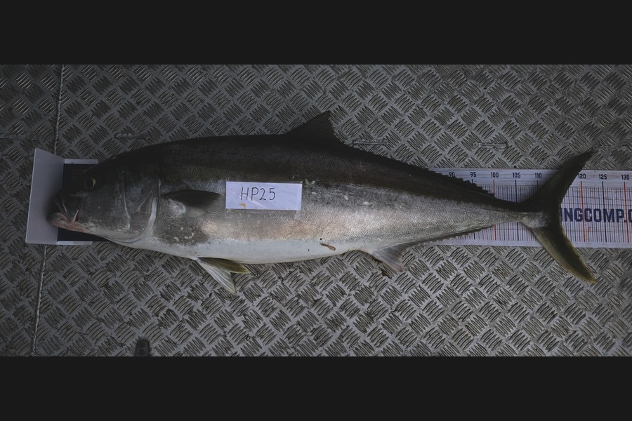 Oliver Gough caught this 115.0cm Kingfish at East Cape during The Hirepool Baitmates Fishing Comp