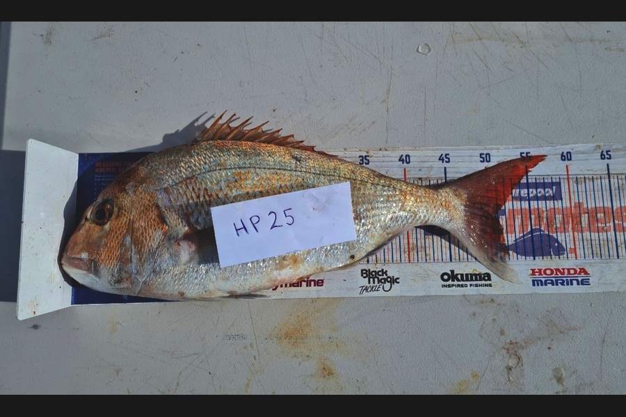 Zachary McCallum caught this 49.5cm Snapper at Manawatu during The Hirepool Baitmates Fishing Comp