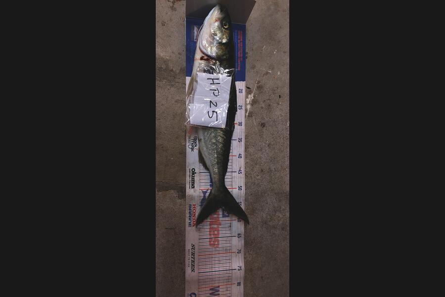 ollie McMurray caught this 55.5cm Kahawai at Auckland during The Hirepool Baitmates Fishing Comp