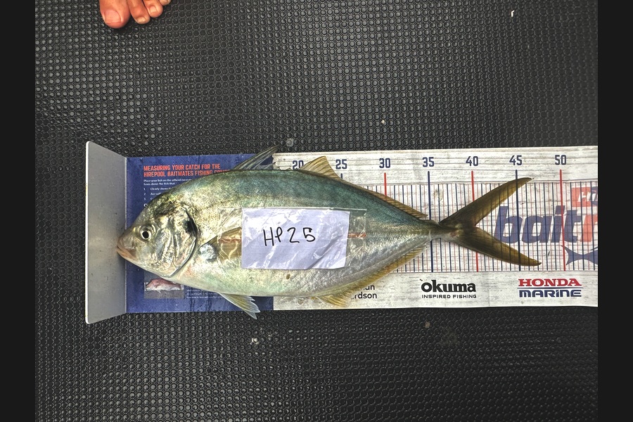 Braxton Kitching caught this 40.0cm Trevally at Northland during The Hirepool Baitmates Fishing Comp
