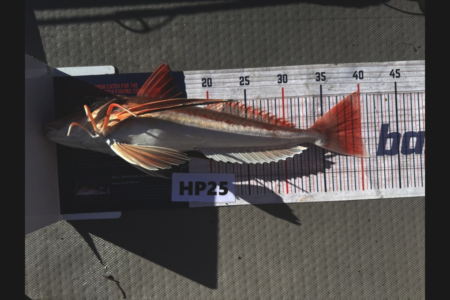 Beau Danks caught this 40.0cm Gurnard at Hawkes Bay during The Hirepool Baitmates Fishing Comp