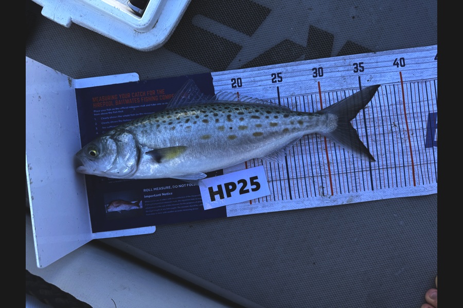Beau Danks caught this 33.0cm Kahawai at Hawkes Bay during The Hirepool Baitmates Fishing Comp