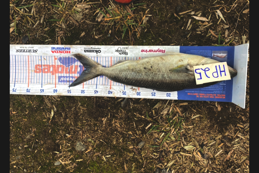 Blake Russell caught this 49.0cm Kahawai at Manawatu during The Hirepool Baitmates Fishing Comp