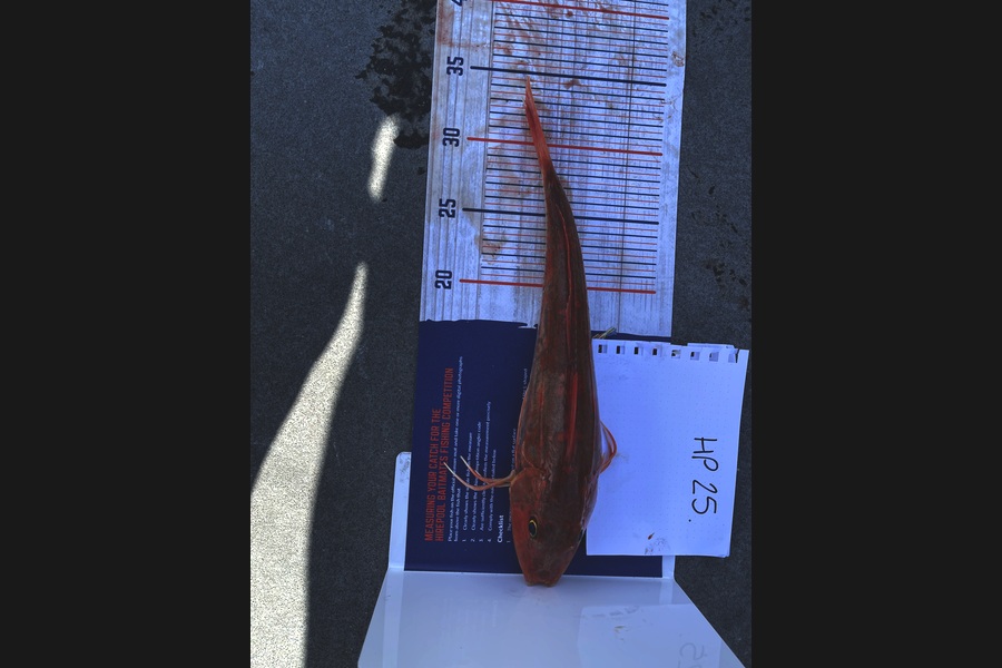 Kohen Broadmore caught this 33.0cm Gurnard at Taranaki during The Hirepool Baitmates Fishing Comp