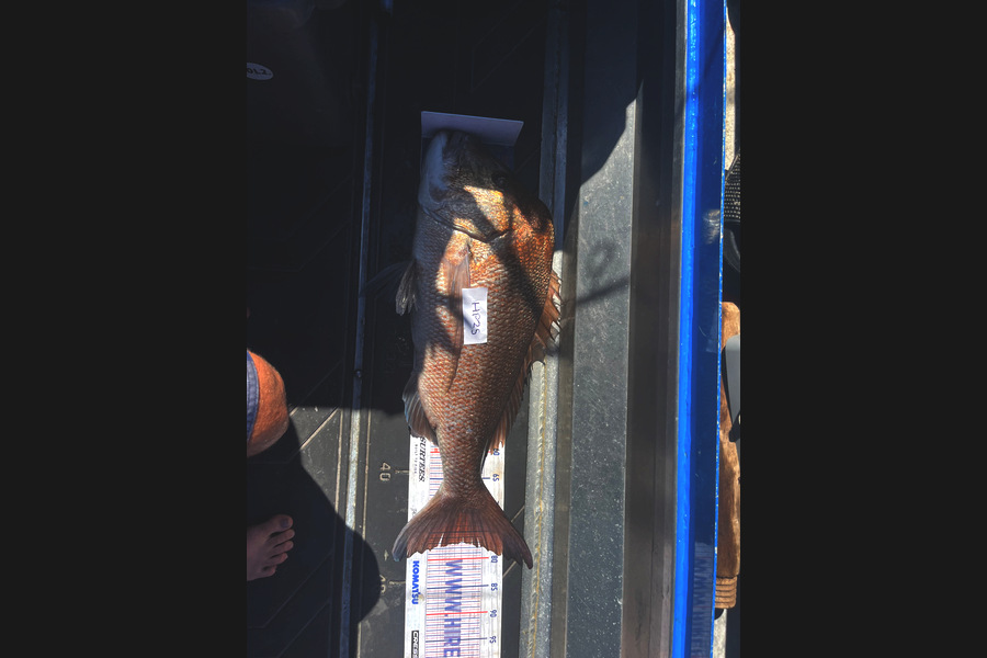 Cameron White caught this 77.0cm Snapper at Northland during The Hirepool Baitmates Fishing Comp
