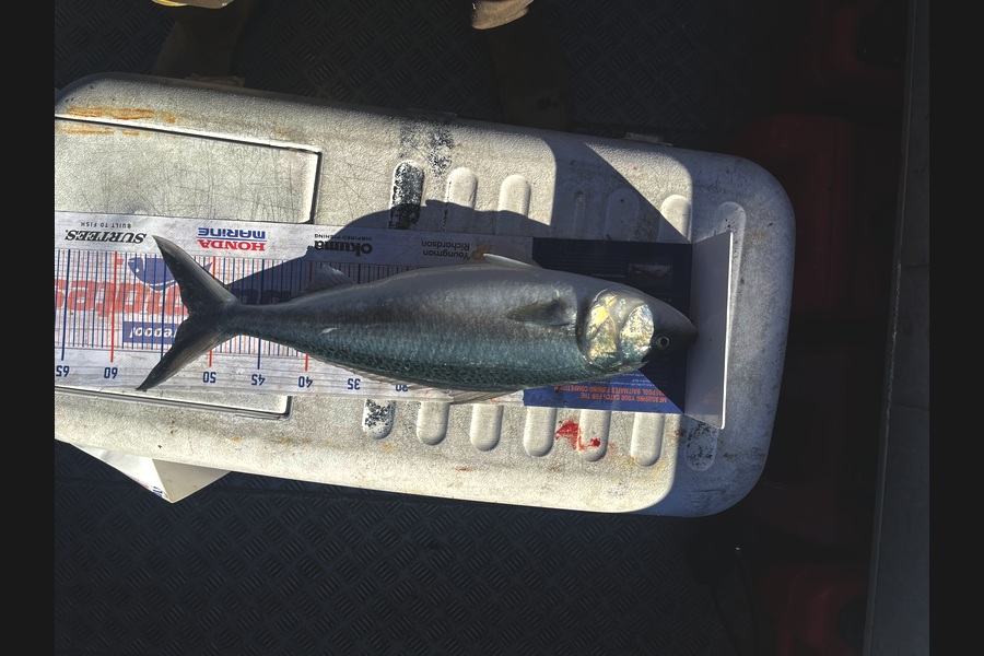 Harry Young caught this 52.0cm Kahawai at Nelson/Marlborough during The Hirepool Baitmates Fishing Comp