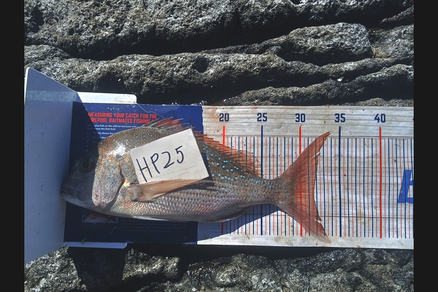 Bodhi Bishop Saunders caught this 31.5cm Snapper at Coromandel during The Hirepool Baitmates Fishing Comp