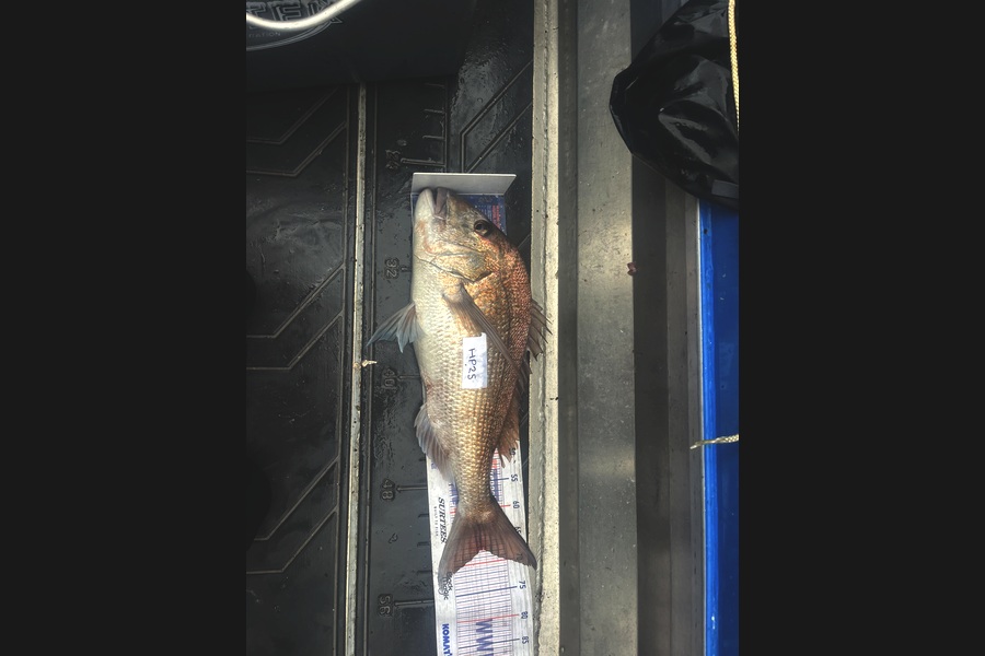 Cameron White caught this 67.5cm Snapper at Northland during The Hirepool Baitmates Fishing Comp