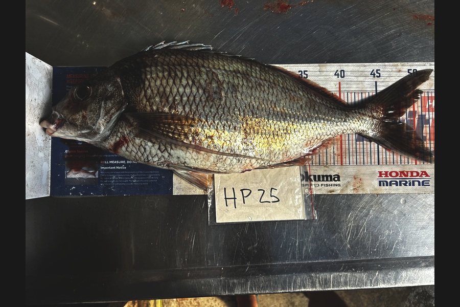 Henk Du Toit caught this 48.0cm Tarakihi at Wellington during The Hirepool Baitmates Fishing Comp