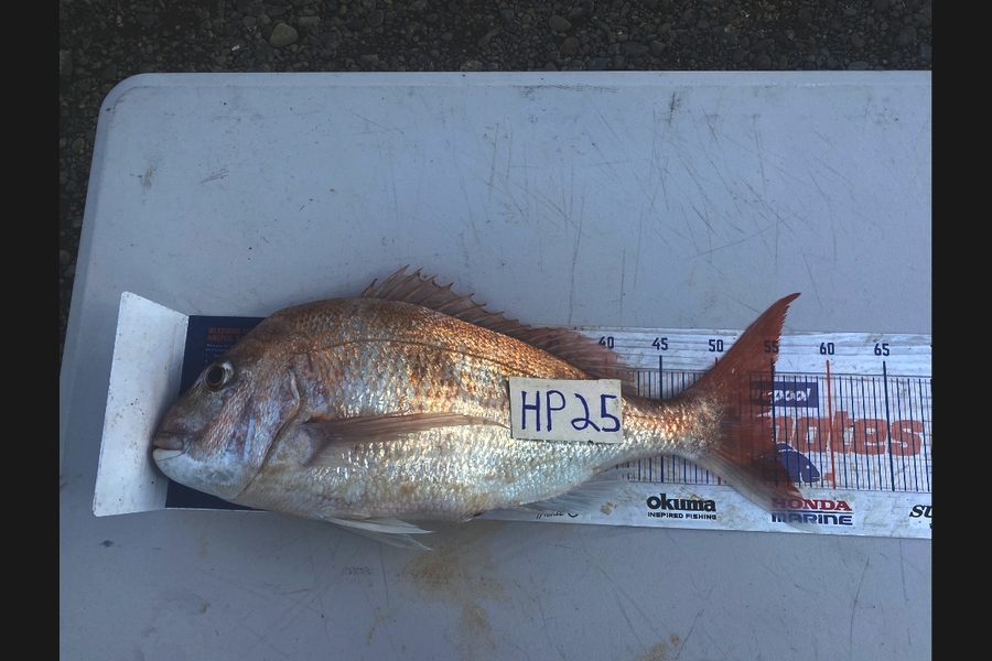 Blake Russell caught this 54.5cm Snapper at Manawatu during The Hirepool Baitmates Fishing Comp