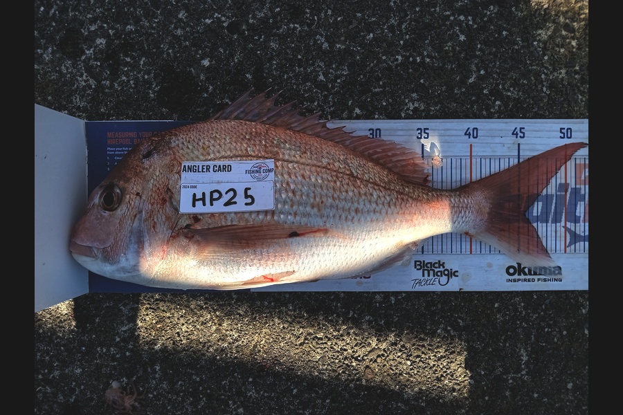 Cooper Rosson caught this 45.5cm Snapper at Wellington during The Hirepool Baitmates Fishing Comp