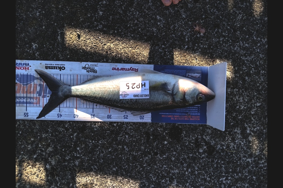 Cooper Rosson caught this 47.5cm Kahawai at Wellington during The Hirepool Baitmates Fishing Comp