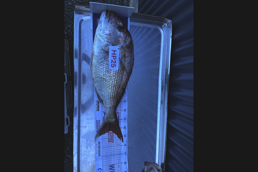 Koby Lowe caught this 60.5cm Snapper at Hawkes Bay during The Hirepool Baitmates Fishing Comp