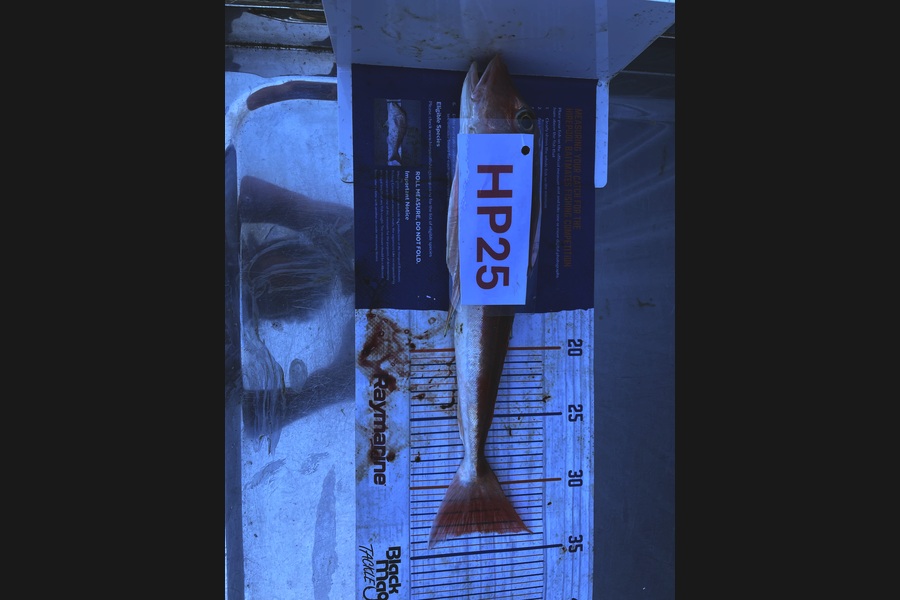 Koby Lowe caught this 33.5cm Gurnard at Hawkes Bay during The Hirepool Baitmates Fishing Comp
