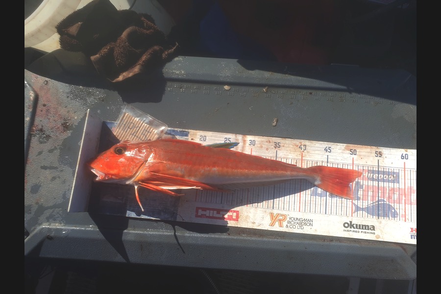 Dan Musson caught this 49.0cm Gurnard at Wellington during The Hirepool Baitmates Fishing Comp