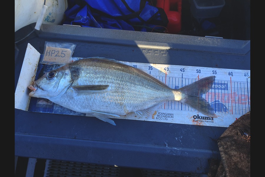 Dan Musson caught this 50.0cm Tarakihi at Wellington during The Hirepool Baitmates Fishing Comp