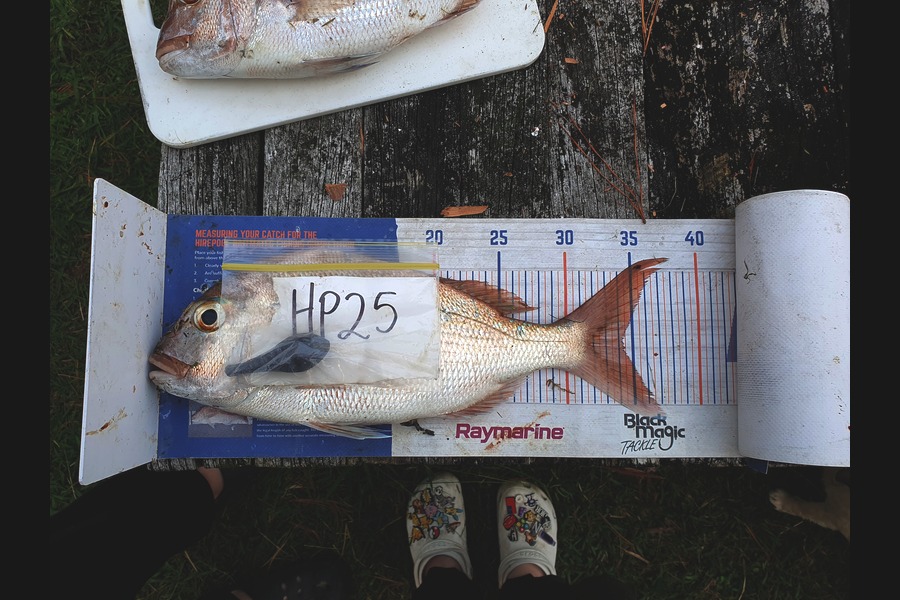 Nathaniel Beer caught this 34.5cm Snapper at Coromandel during The Hirepool Baitmates Fishing Comp