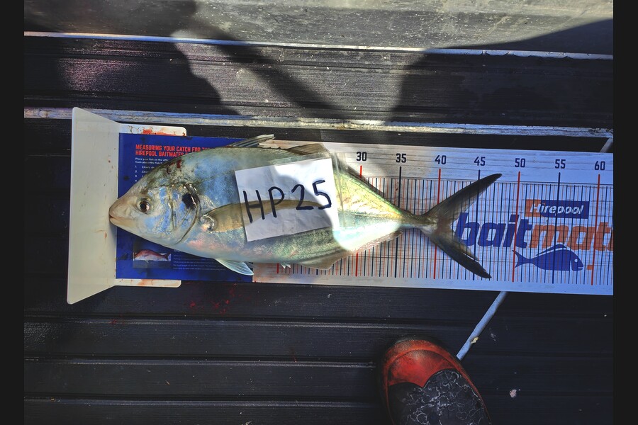 Bodhi Field caught this 41.5cm Trevally at Wellington during The Hirepool Baitmates Fishing Comp
