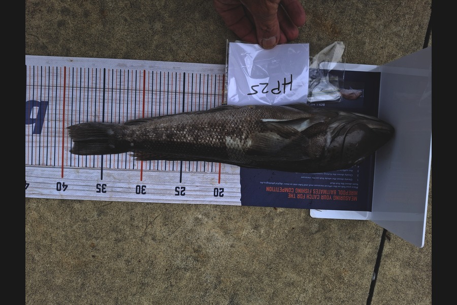   caught this 38.5cm Blue Cod at Taranaki during The Hirepool Baitmates Fishing Comp
