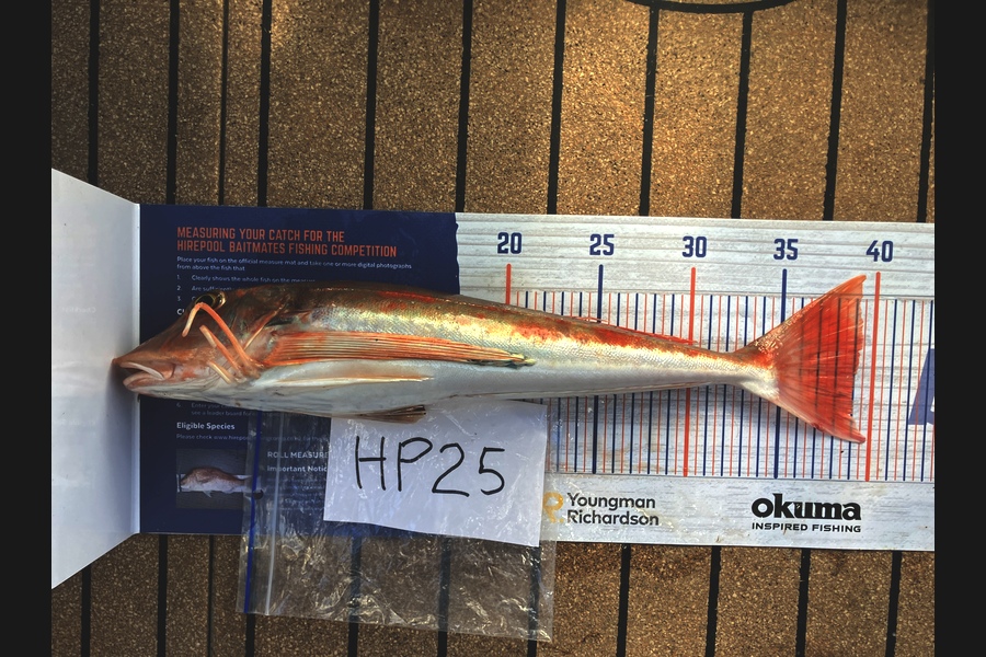 Paul McKnight caught this 39.0cm Gurnard at Waikato during The Hirepool Baitmates Fishing Comp