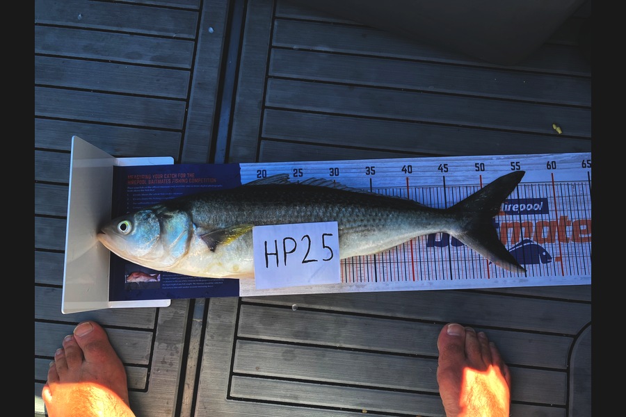 Jack Kolk caught this 50.5cm Kahawai at Bay of Plenty during The Hirepool Baitmates Fishing Comp